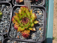 /album/fotogalerie-nabidka/sempervivum-pineapple-paradise-chick-charm-jpg/